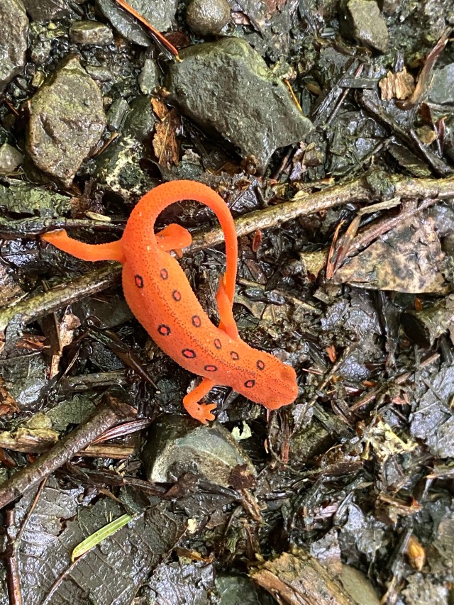 A red eft enjoys the wet ground during a rain shower.