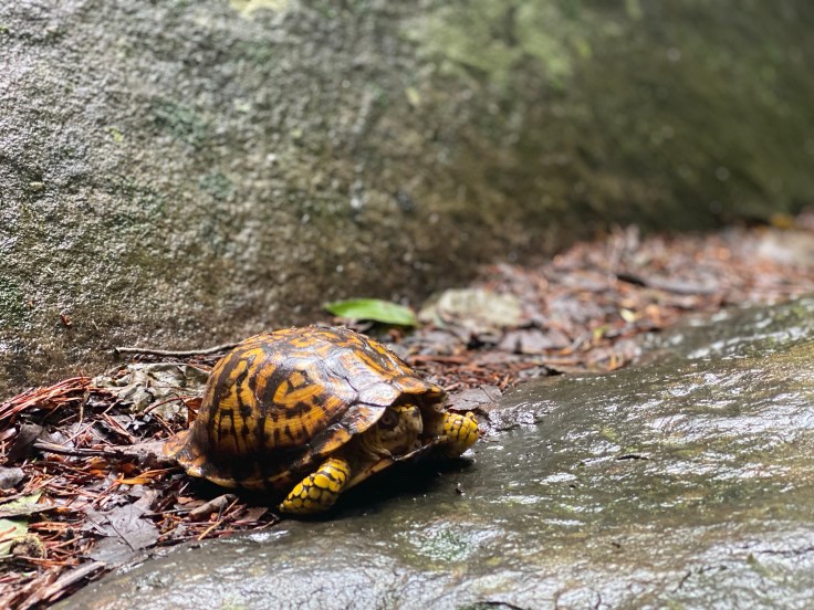 Box Turtle
