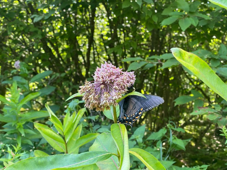 A dark blue and black butterfly with yellow spots on it's wings hangs from a pinkish-purple flower with green leaves in the background. 